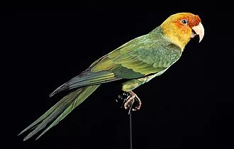 Carolina parakeet