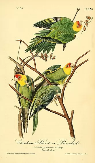 Incas (parakeet)