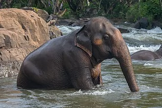 National Elephant Day (Thailand)