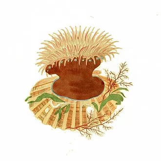 Granny (sea anemone)