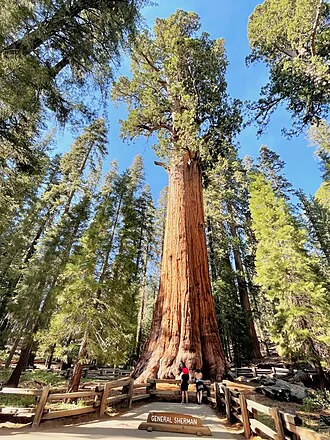 Sequoia National Park