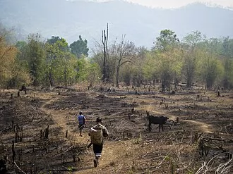 Slash-and-burn agriculture
